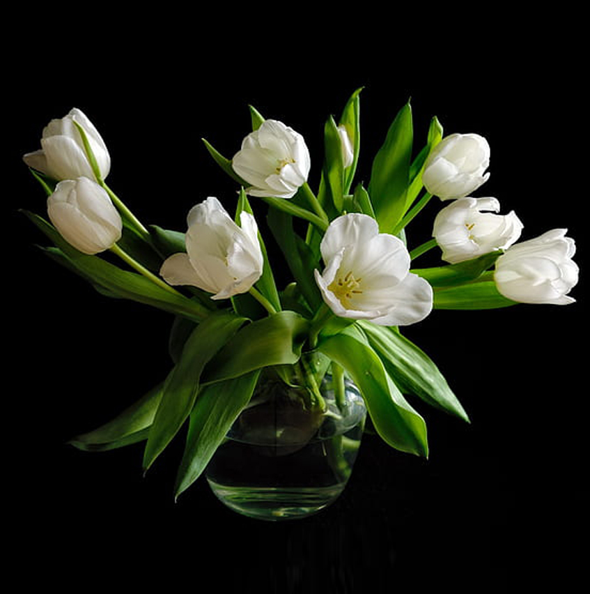 bunch of flowers with black background